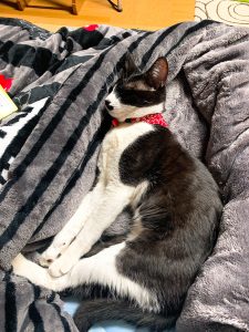 迷い猫 飼い主さん探してます